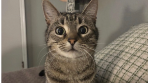 Lost Pet: Rilah