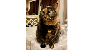 Lost Pet: Payton