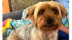 Lost Pet: Toby