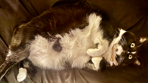 Lost Pet: Olga