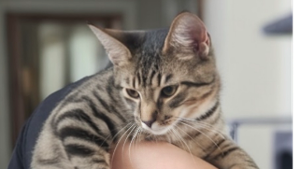 Lost Pet: Cosmo