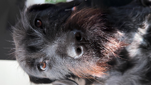 Lost Pet: Tila