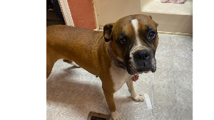Lost Pet: Dutchess Najar