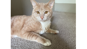 Lost Pet: Debby