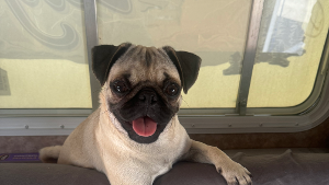 Lost Pet: Bubbies