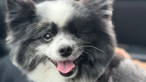 Lost Pet: Kilo