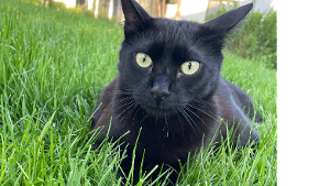 Lost Pet: Milo