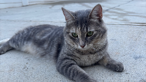 Lost Pet: Mayita