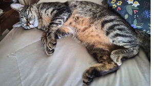 Lost Pet: Stripey