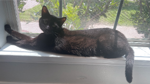 Lost Pet: Jiji