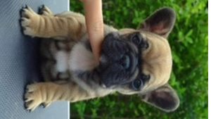 Lost Pet: Cocomio Dream Apple