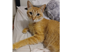 Lost Pet: Tigger