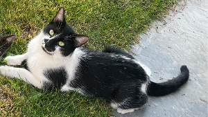 Lost Pet: Nameless