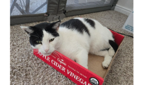 Lost Pet: Mickey Moo