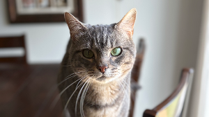 Lost Pet: Han