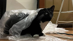 Lost Pet: Ziggy
