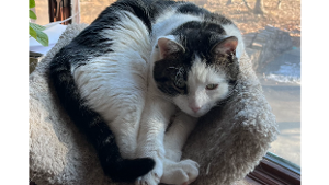 Lost Pet: Aether
