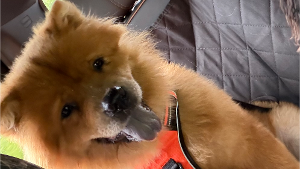 Lost Pet: Cha Cha Chow