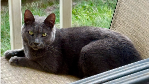 Lost Pet: Dee