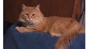 Lost Pet: Nemo