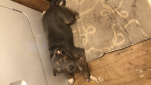 Lost Pet: Benito