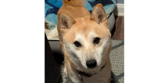 Lost Pet: Pria