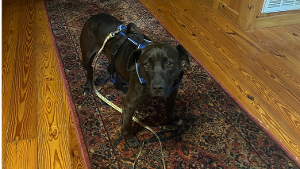 Lost Pet: Lauren