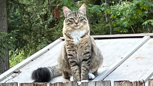 Lost Pet: Joey