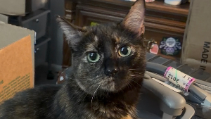 Lost Pet: Xena