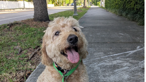 Lost Pet: Sunny