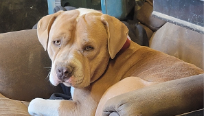Lost Pet: Butters