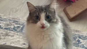Lost Pet: Junie