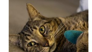 Lost Pet: zeus