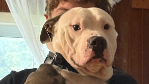 Lost Pet: Duke