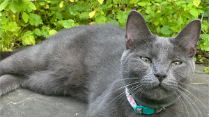 Lost Pet: Gretchen