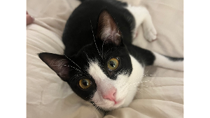 Lost Pet: Domi