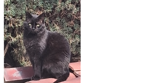 Lost Pet: Shadow
