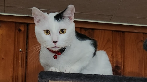 Lost Pet: Bean