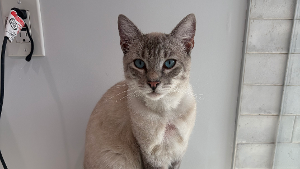 Lost Pet: Luna