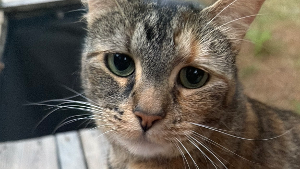Lost Pet: Freddie