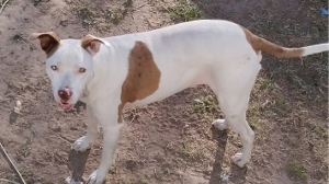 Lost Pet: MAX