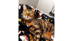 Lost Pet: Kylo wren
