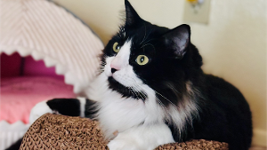 Lost Pet: Cobweb