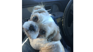 Lost Pet: Oliver