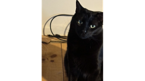 Lost Pet: Tully