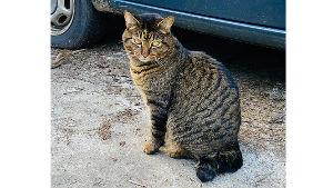 Lost Pet: Thunder