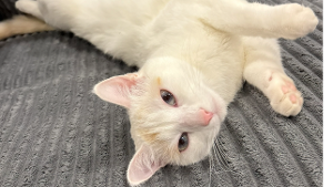 Lost Pet: Snow