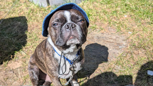 Lost Pet: Fernand