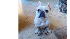 Lost Pet: Olivia