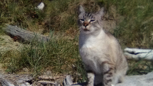 Lost Pet: Trout